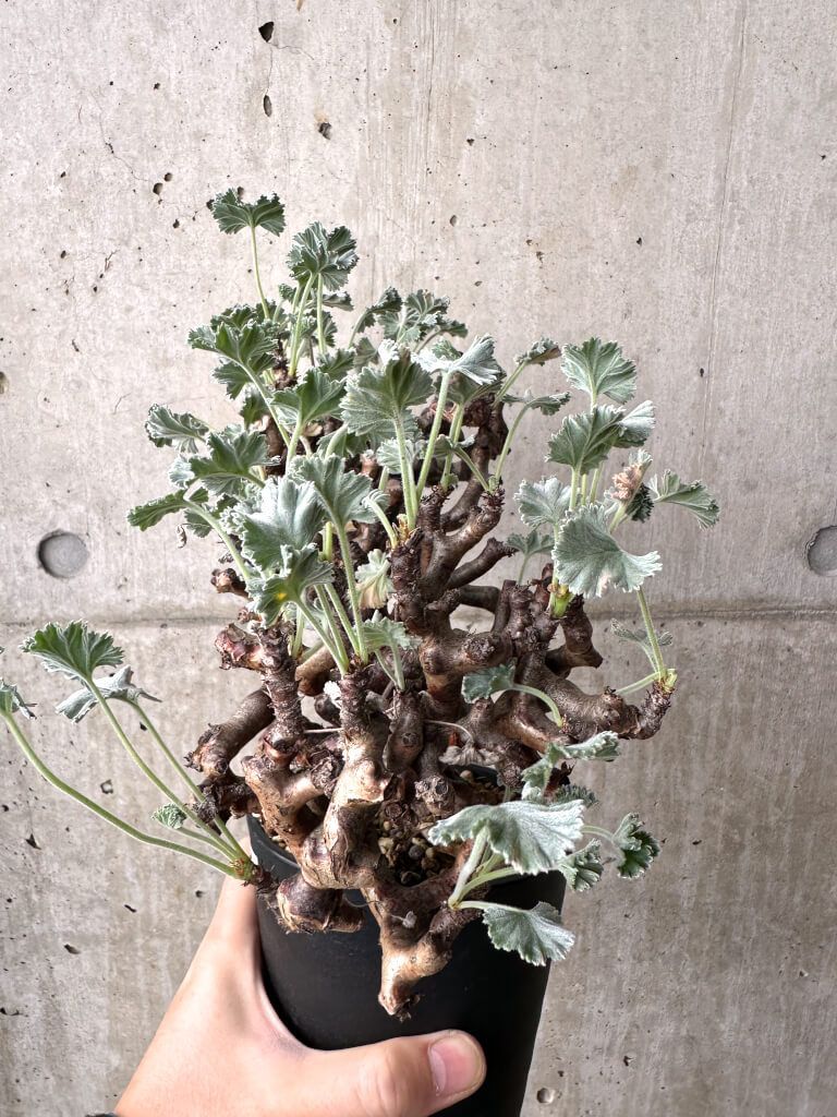 現品限り ペラルゴニウム ミラビレ 現地株 長期管理 AH 68 Pelargonium mirabile 植物 塊根植物 夏型 コーデックス