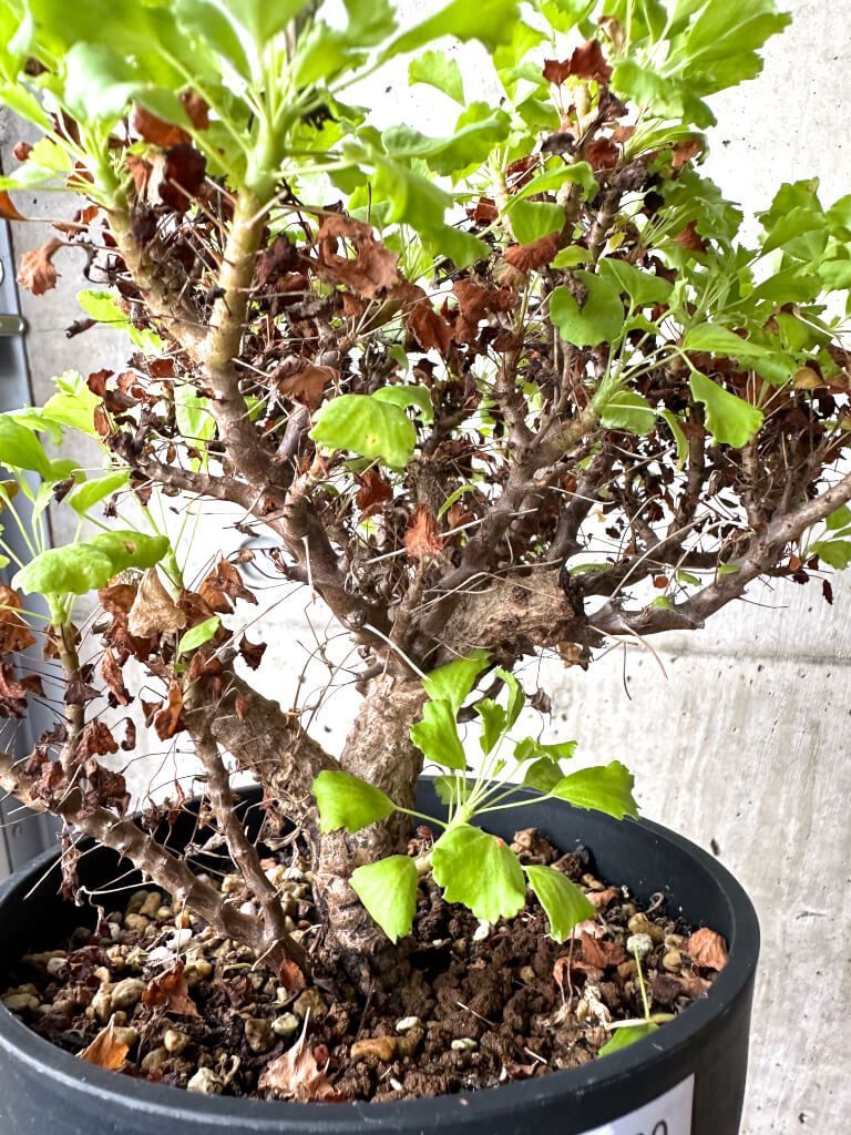 現品限り ペラルゴニウム ゼロフィトン AH 69 Pelargonium xerophyton 植物 塊根植物 夏型 コーデックス