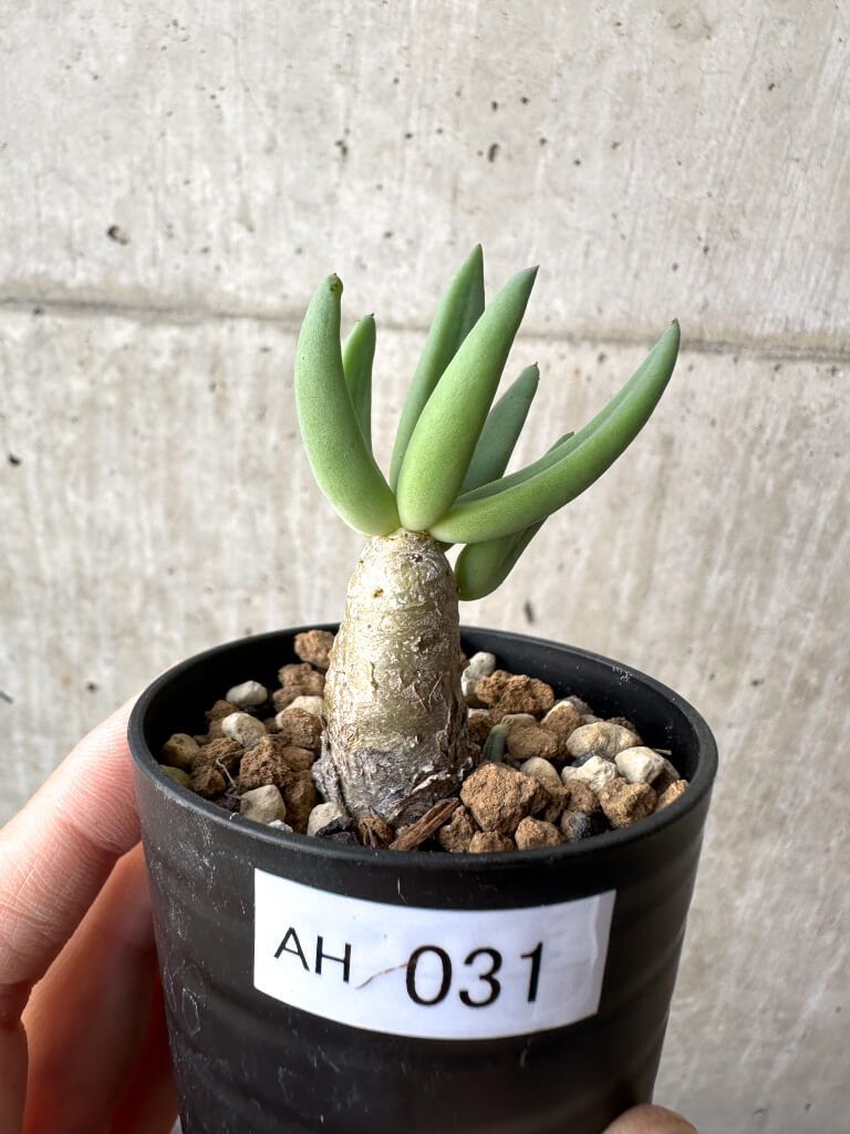 現品限り チレコドン レティキュラーツス 万物想 AH 31 Tylecodon reticulatus 植物 塊根植物 夏型 コーデックス