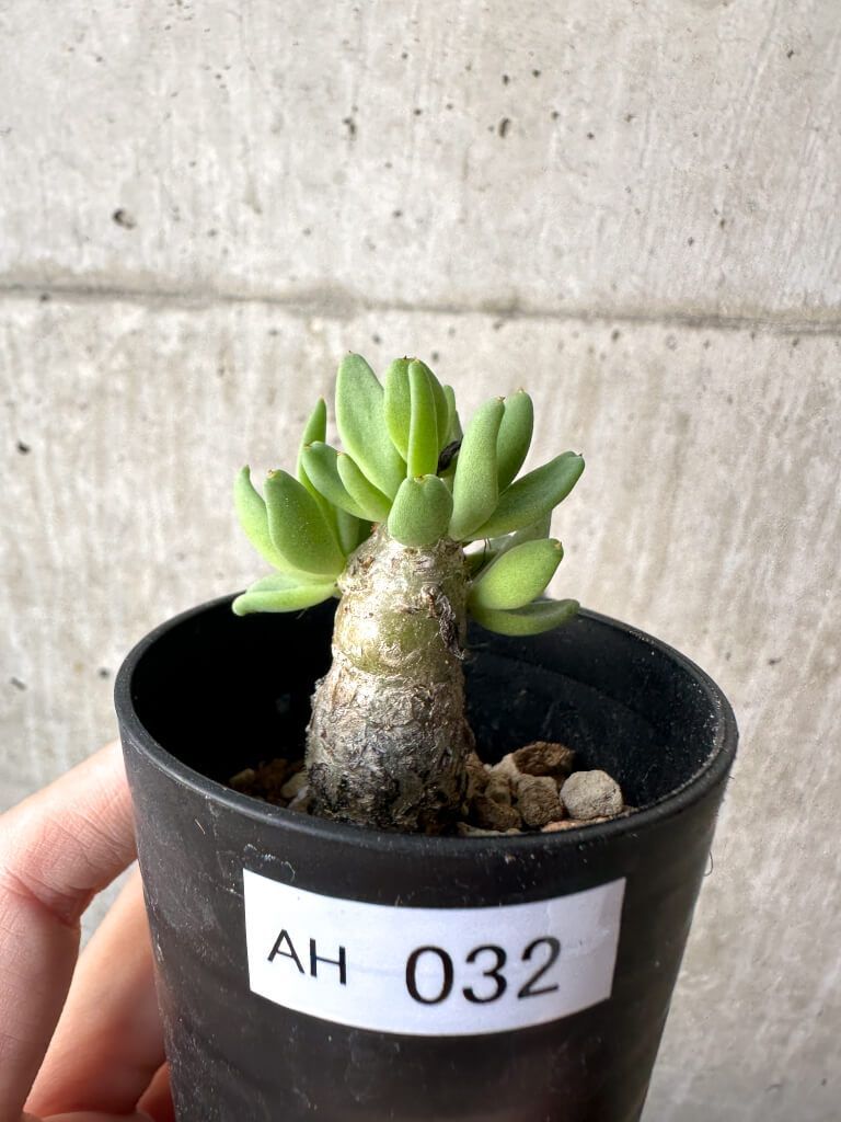 現品限り チレコドン レティキュラーツス 万物想 AH 32 Tylecodon reticulatus 植物 塊根植物 夏型 コーデックス