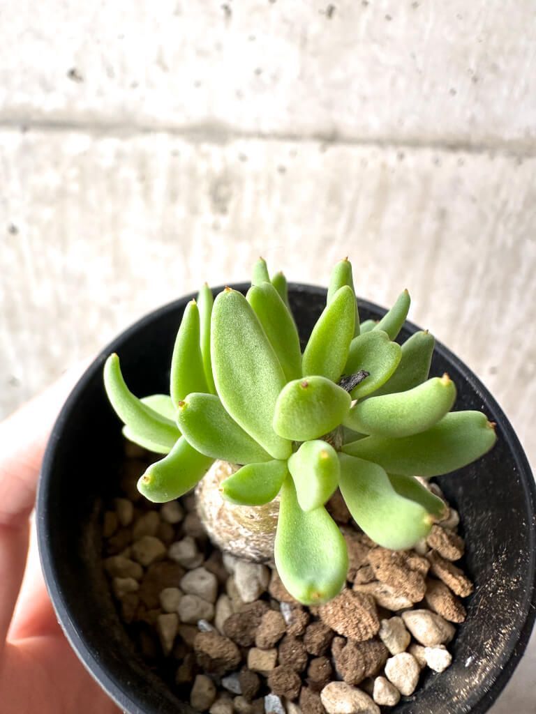 現品限り チレコドン レティキュラーツス 万物想 AH 32 Tylecodon reticulatus 植物 塊根植物 夏型 コーデックス