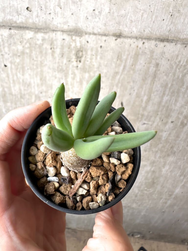 現品限り チレコドン レティキュラーツス 万物想 AH 31 Tylecodon reticulatus 植物 塊根植物 夏型 コーデックス