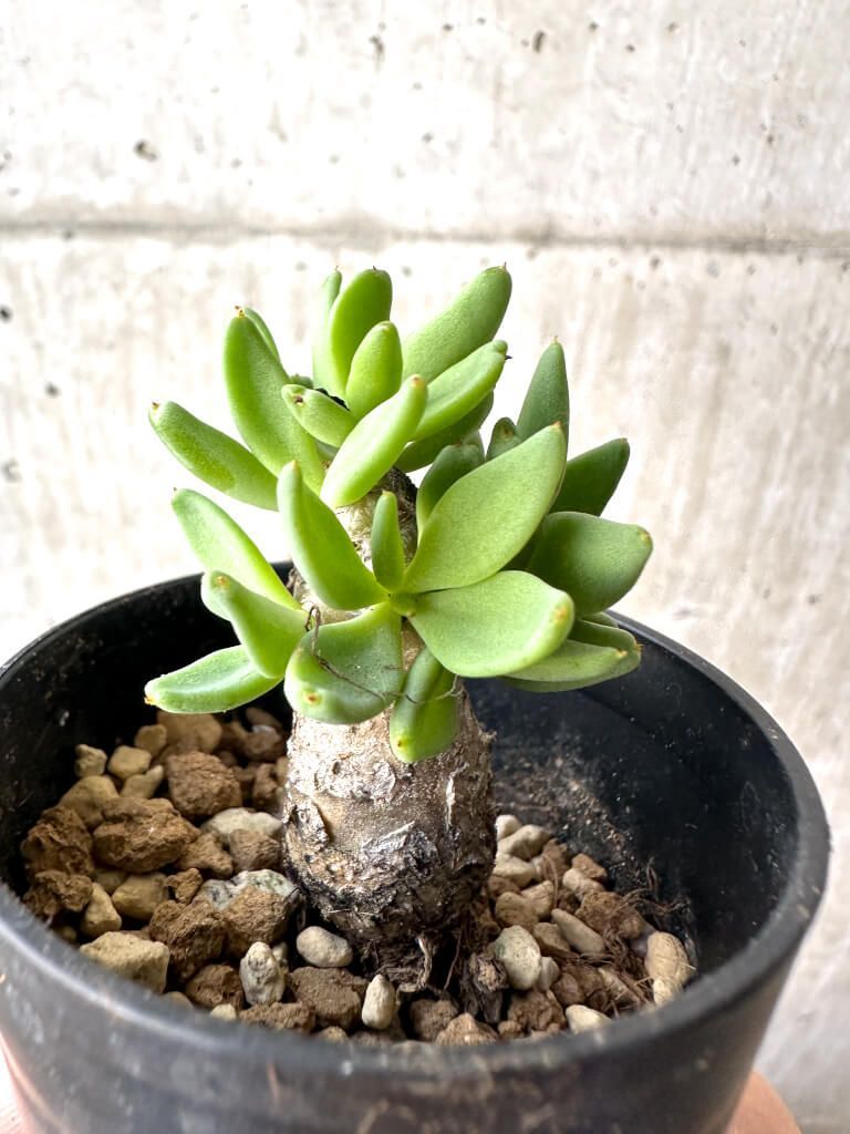 現品限り チレコドン レティキュラーツス 万物想 AH 32 Tylecodon reticulatus 植物 塊根植物 夏型 コーデックス