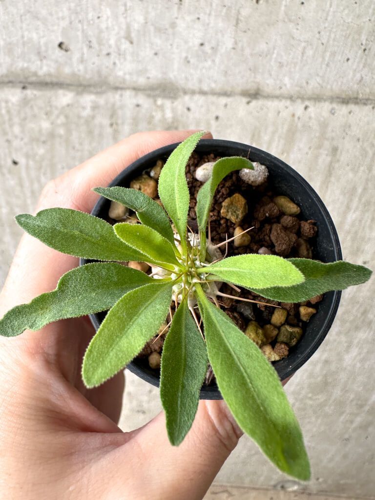 a34 アデニウム ドワーフ タコ足 塊根植物 コーデックス アラビカム