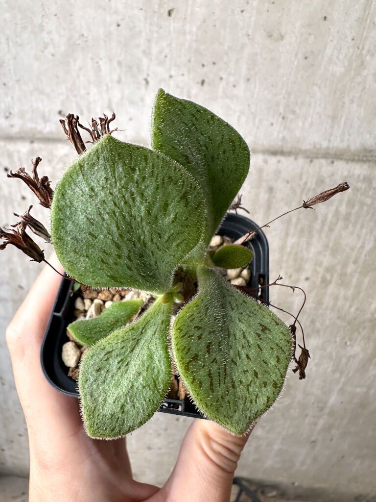 現品限り チレコドン ノルティ AH 36 Tylecodon nolteei 植物 塊根植物 夏型 コーデックス