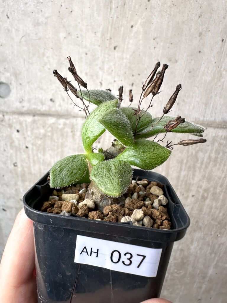 現品限り チレコドン ノルティ AH 37 Tylecodon nolteei 植物 塊根植物 夏型 コーデックス