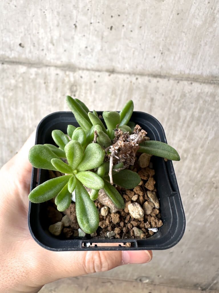 現品限り チレコドン スルフレウス AH 34 Tylecodon sulphureus v 植物 塊根植物 夏型 コーデックス