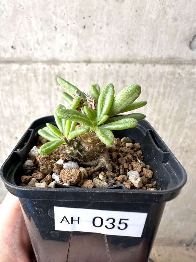 現品限り チレコドン スルフレウス AH 35 Tylecodon sulphureus v 植物 塊根植物 夏型 コーデックス
