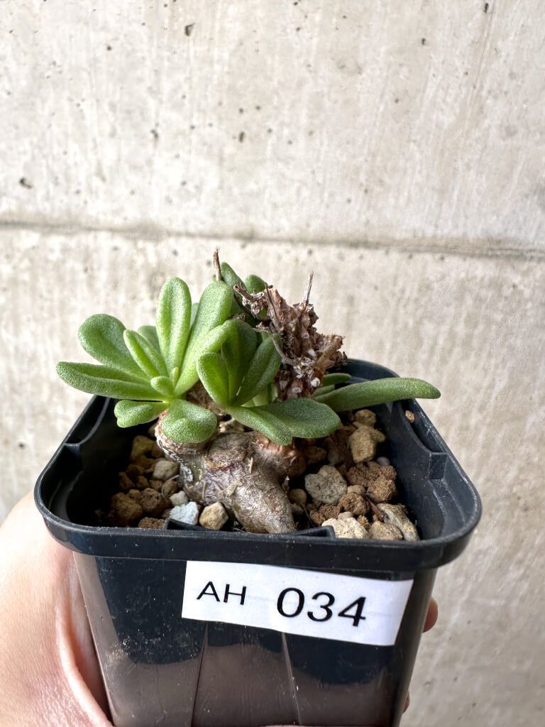 現品限り チレコドン スルフレウス AH 34 Tylecodon sulphureus v 植物 塊根植物 夏型 コーデックス