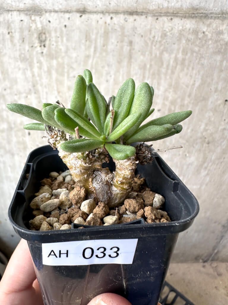 現品限り チレコドン スルフレウス AH 33 Tylecodon sulphureus v 植物 塊根植物 夏型 コーデックス