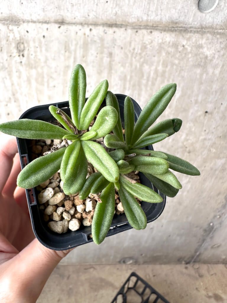 現品限り チレコドン スルフレウス AH 33 Tylecodon sulphureus v 植物 塊根植物 夏型 コーデックス