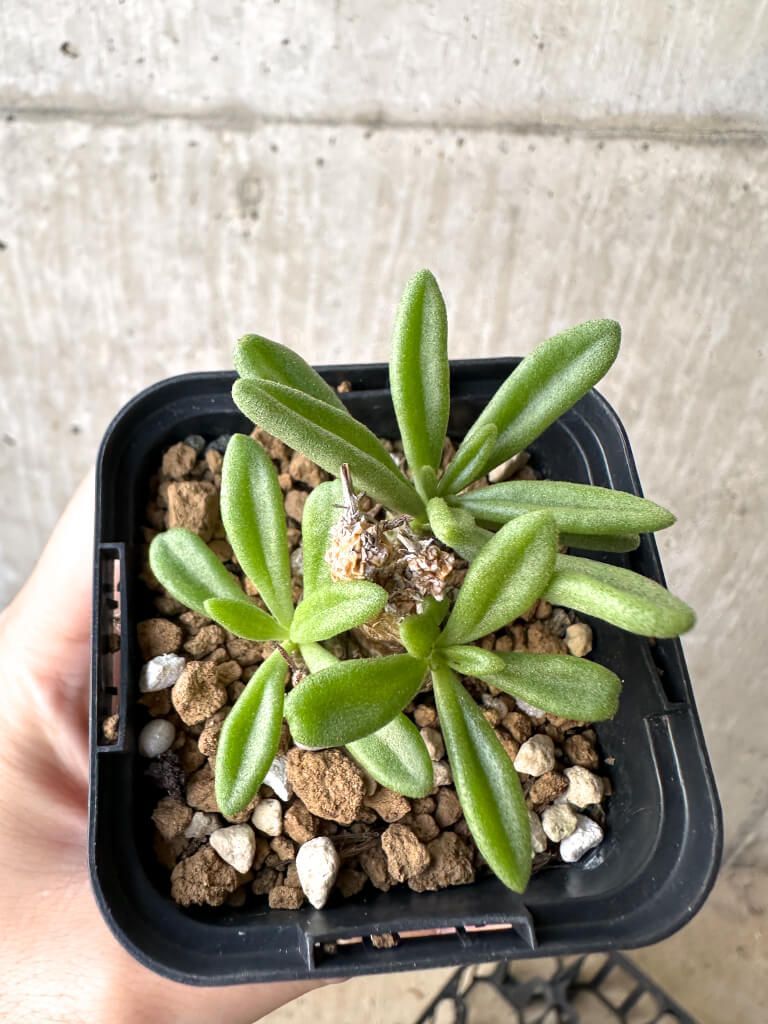 現品限り チレコドン スルフレウス AH 35 Tylecodon sulphureus v 植物 塊根植物 夏型 コーデックス