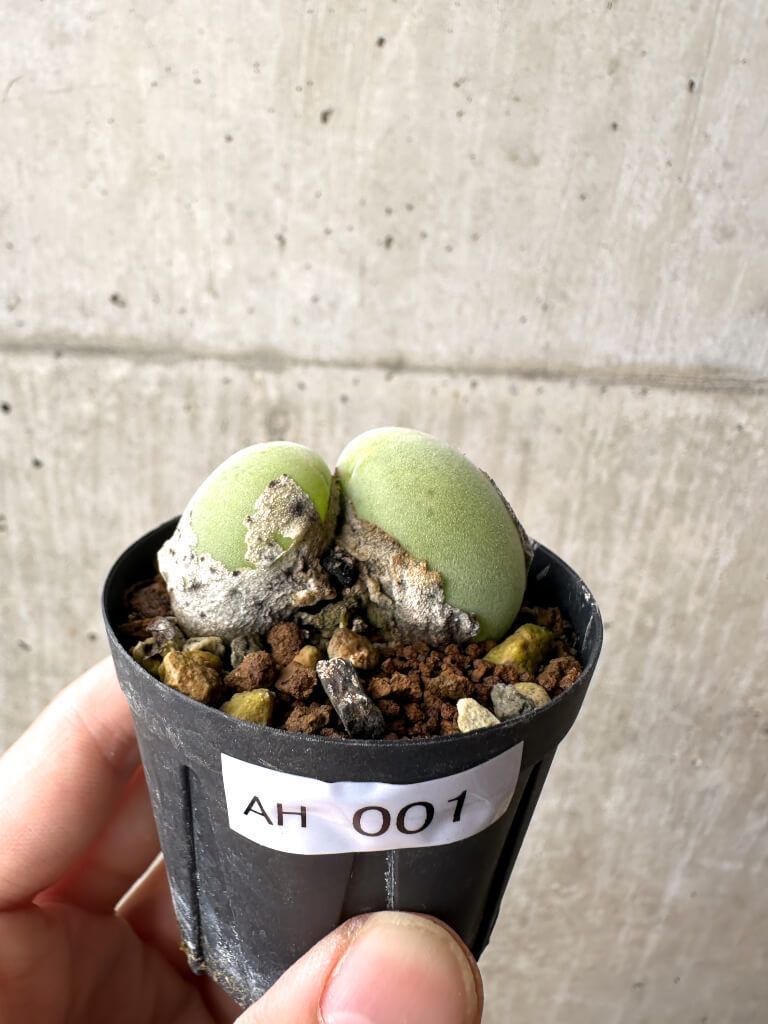 現品限り ムイリア ホルテンセ 2頭 AH 1 Muiria hortenseae 植物 塊根植物 夏型 コーデックス