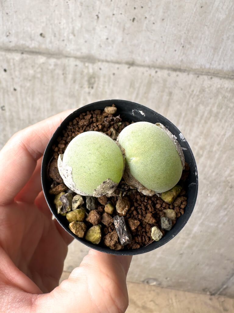 現品限り ムイリア ホルテンセ 2頭 AH 1 Muiria hortenseae 植物 塊根植物 夏型 コーデックス