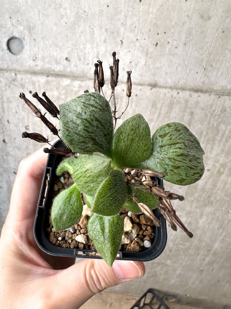 現品限り】チレコドン・ノルティ【AH37】 Tylecodon nolteei【植物