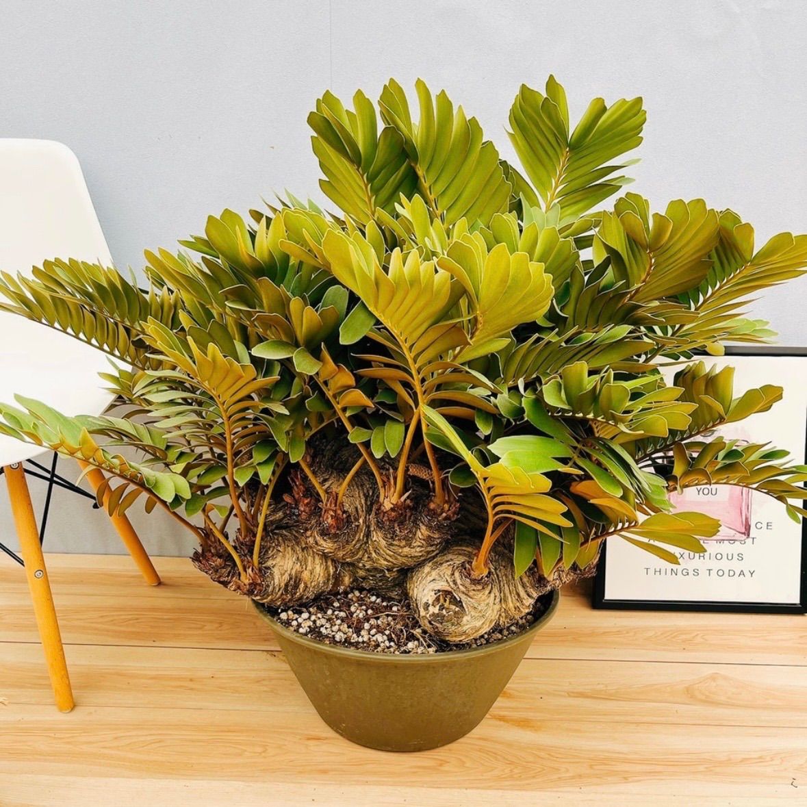 現品 大迫力 ザミア メキシコソテツ 観葉植物 大型 室内 プラスチック鉢 約15号 かっこいい 蘇轍