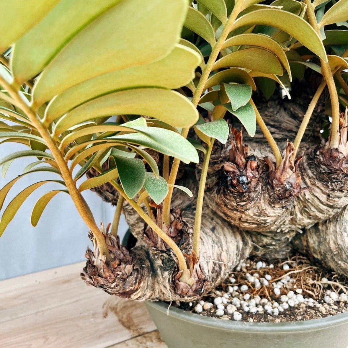 現品 大迫力 ザミア メキシコソテツ 観葉植物 大型 室内 プラスチック鉢 約15号 かっこいい 蘇轍