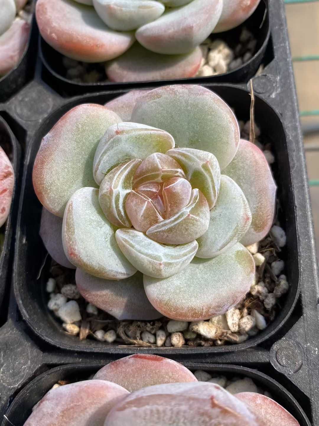 24株の抜き苗セット ホワイト飴心 多肉植物 佐川急便発送 エケベリア 韓国苗 MY 528