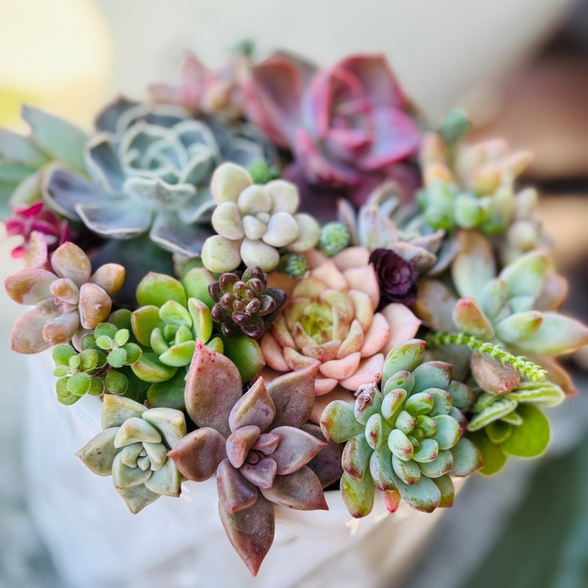 韓国苗入り カット苗 多肉植物寄せ植え - メルカリ