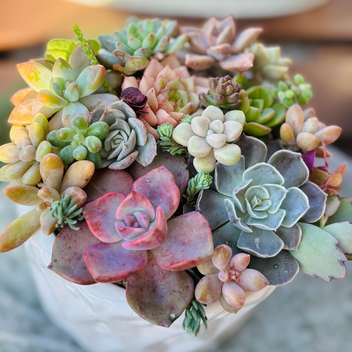 韓国苗入り カット苗 多肉植物寄せ植え - メルカリ