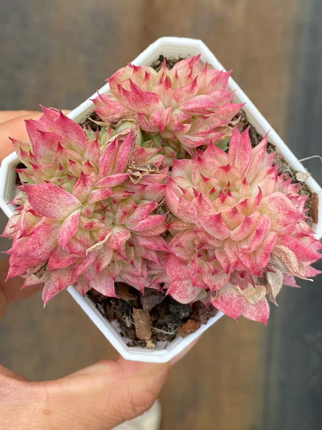 新入荷 レッドスワン QS 1213 24苗 抜き苗 多肉植物 アエオニウム エケベリア サボテン 韓国苗