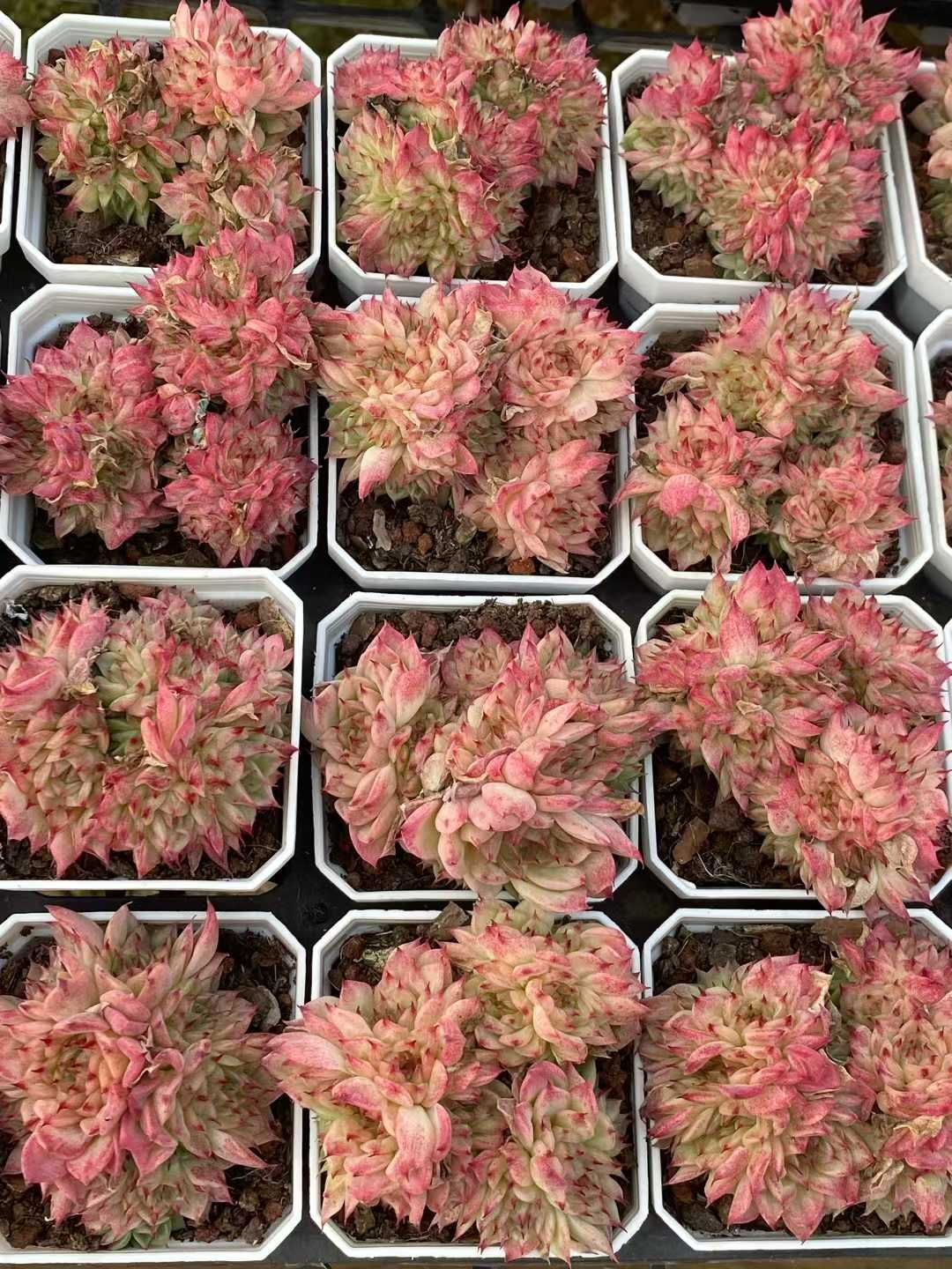 新入荷 レッドスワン QS 苗 抜き苗 多肉植物 アエオニウム エケベリア サボテン 韓国苗 その他多肉植物 観葉植物 フラワー ガーデニング