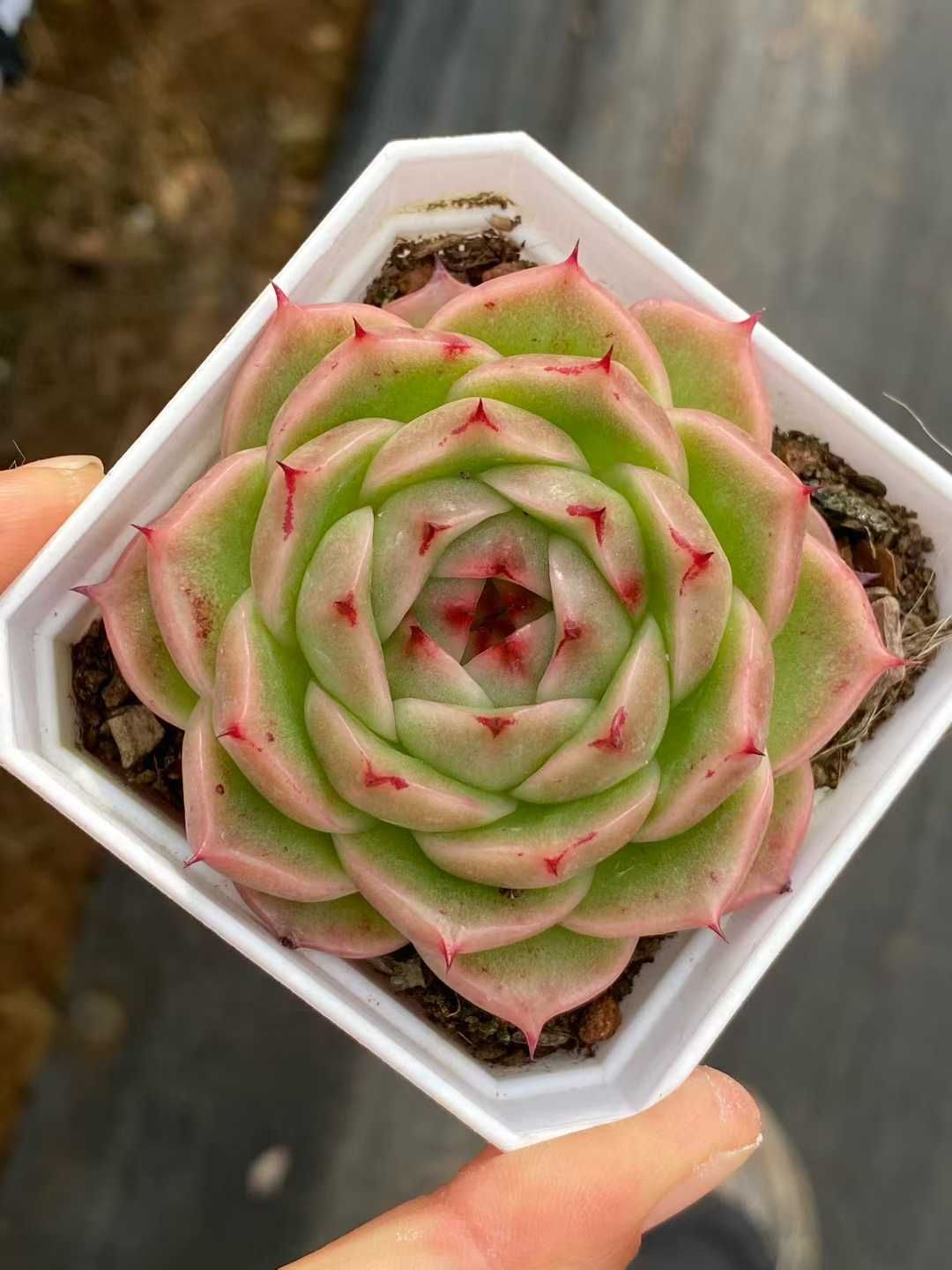 新入荷 ホウオウビ QS 苗 抜き苗 多肉植物 アエオニウム エケベリア サボテン 韓国苗