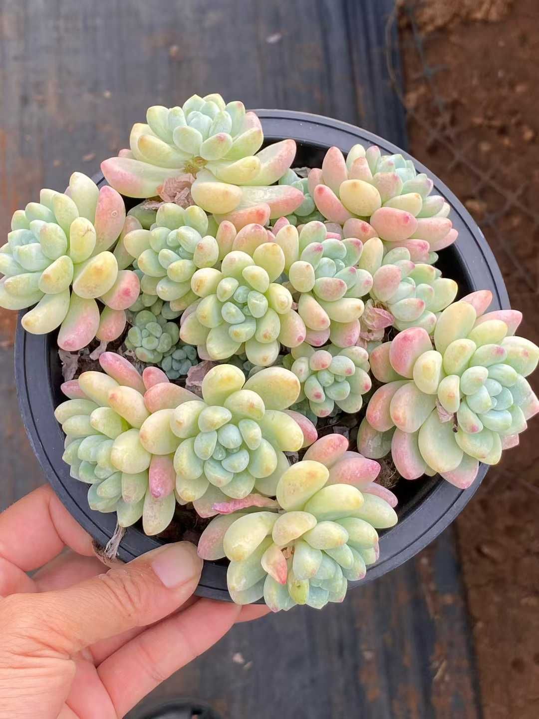 新入荷ラウル QS 苗 抜き苗 多肉植物 アエオニウム エケベリア サボテン 韓国苗