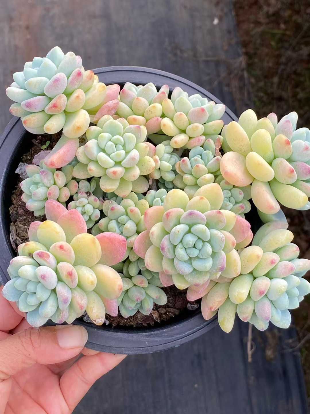 新入荷ラウル QS 苗 抜き苗 多肉植物 アエオニウム エケベリア サボテン 韓国苗