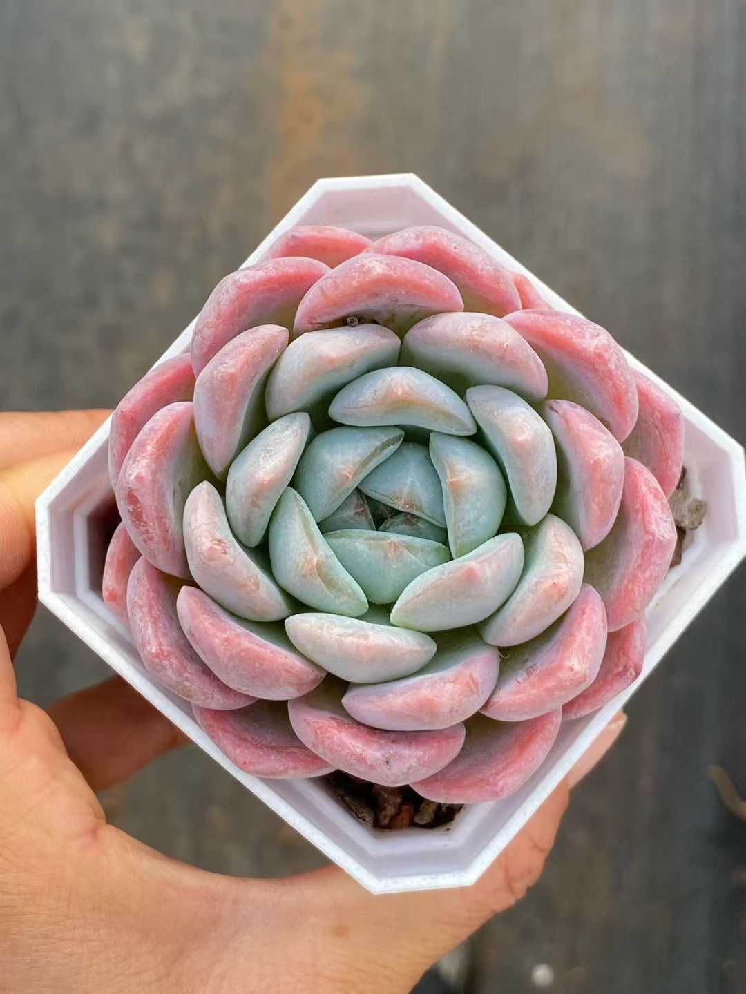 新入荷 トウシンムンル QS 1204 50苗 抜き苗 多肉植物 アエオニウム エケベリア サボテン 韓国苗