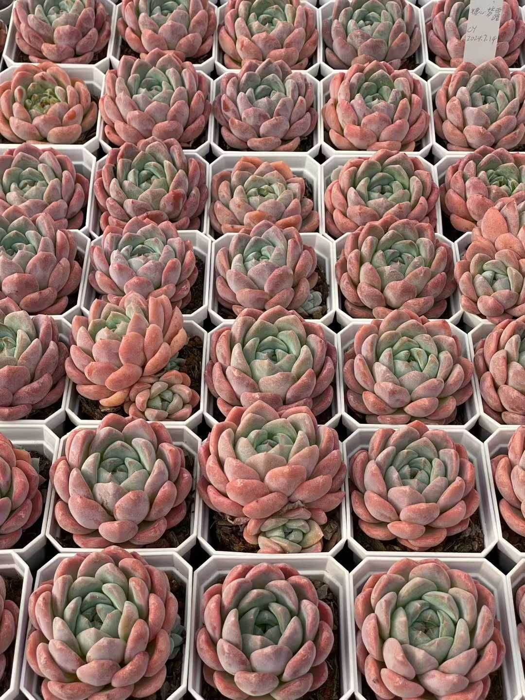 新入荷 トウシンムンル QS 苗 抜き苗 多肉植物 アエオニウム エケベリア サボテン 韓国苗