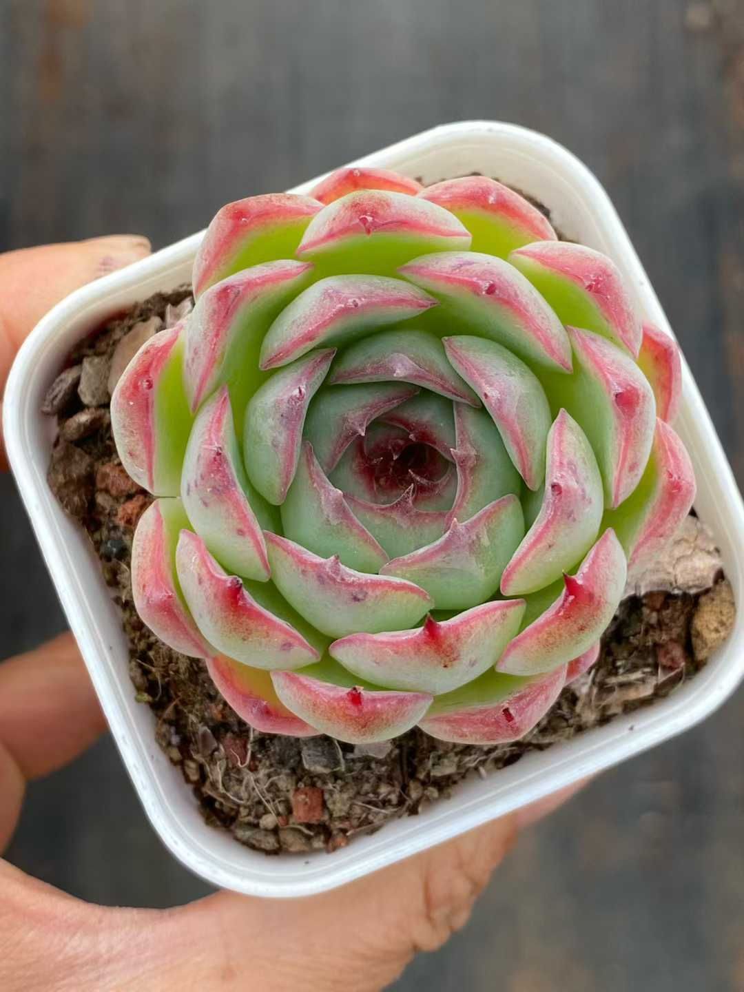 新入荷 ゴウコンヒメ QS 1203 50苗 抜き苗 多肉植物 アエオニウム エケベリア サボテン 韓国苗