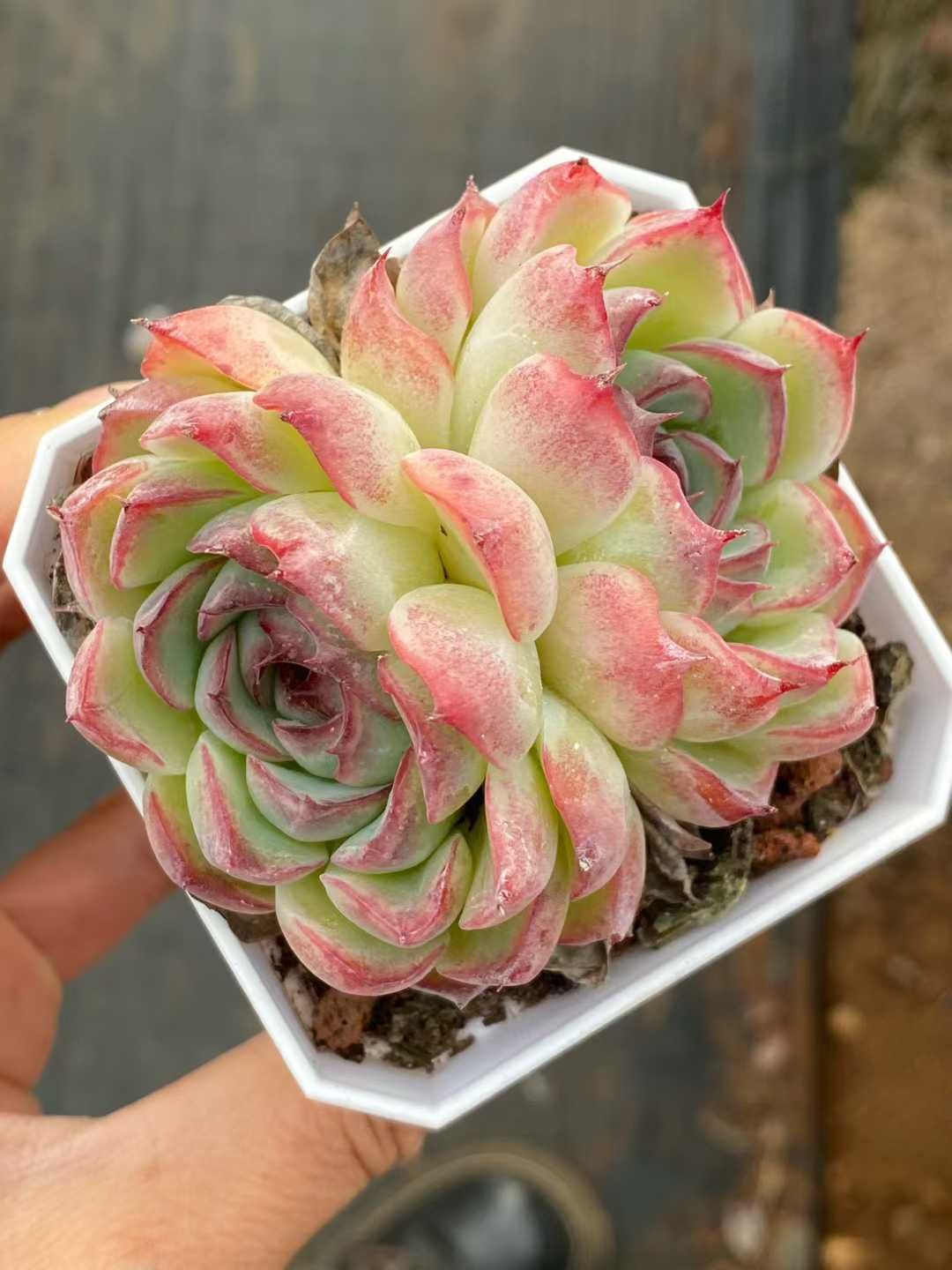 新入荷 ゴウコンヒメ QS 苗 抜き苗 多肉植物 アエオニウム エケベリア サボテン 韓国苗