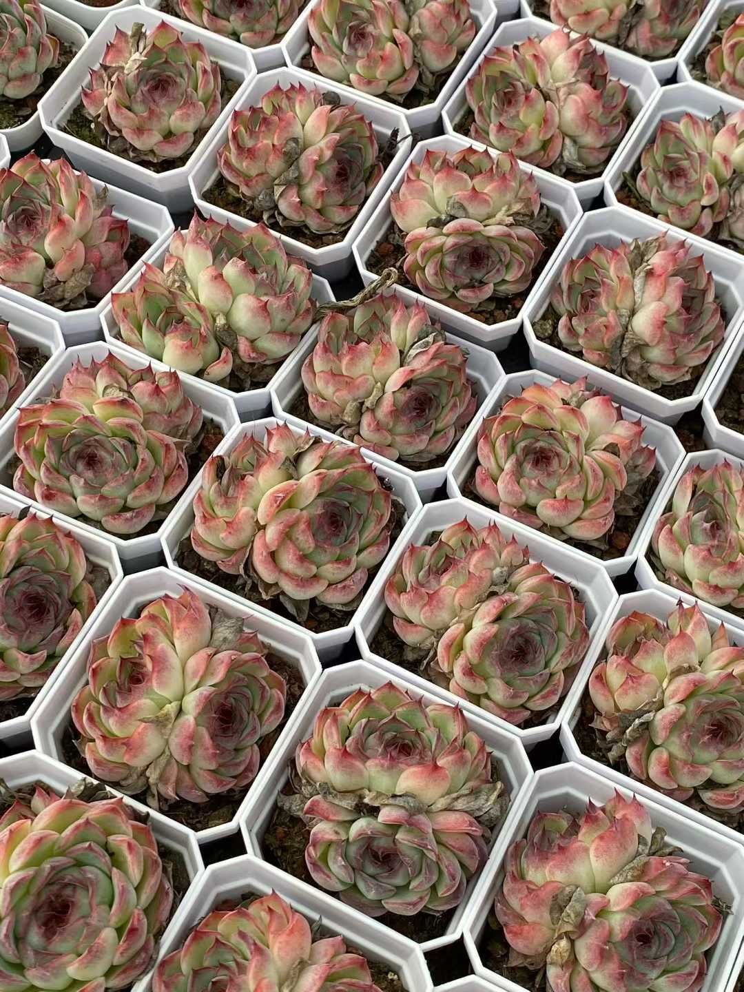 新入荷 ゴウコンヒメ QS 苗 抜き苗 多肉植物 アエオニウム エケベリア サボテン 韓国苗