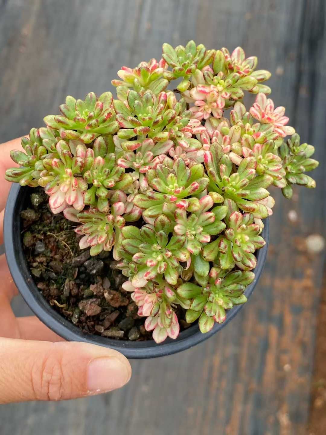 新入荷 小人祭錦 QS 苗 抜き苗 多肉植物 アエオニウム エケベリア サボテン 韓国苗