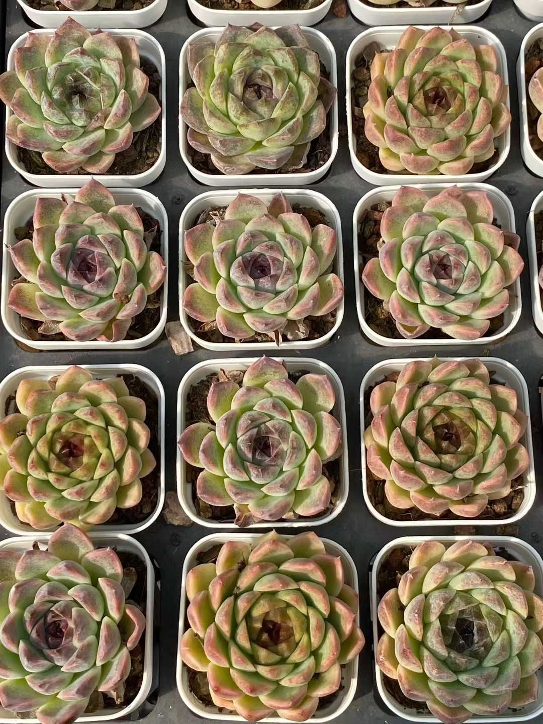 新入荷 ムラサキクリスタルザツ QS 苗 抜き苗 多肉植物 アエオニウム エケベリア サボテン 韓国苗