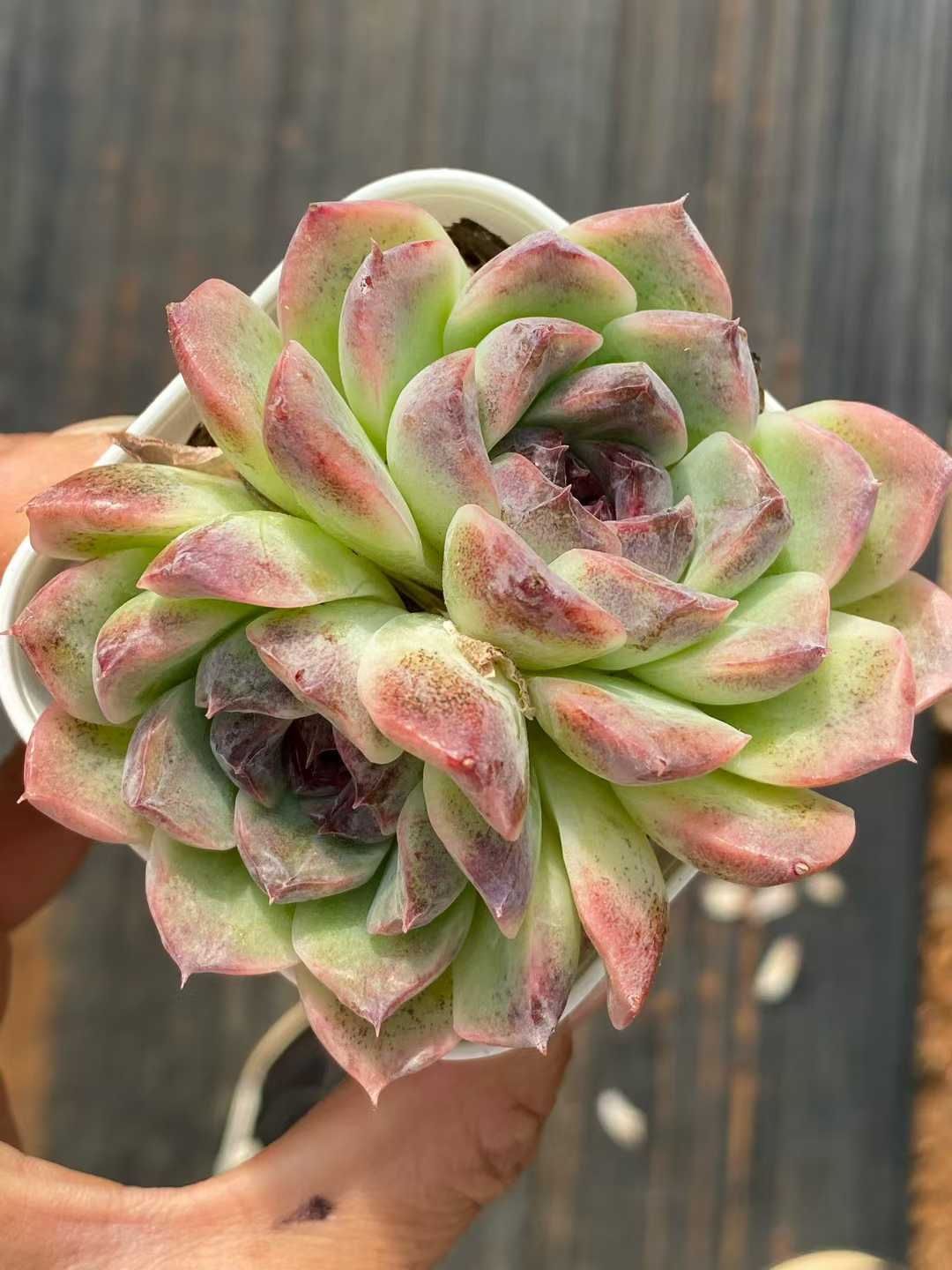 新入荷 ムラサキクリスタルザツ QS 苗 抜き苗 多肉植物 アエオニウム エケベリア サボテン 韓国苗