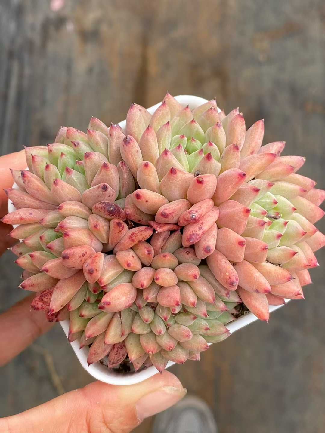 新入荷 エンジコウ QS 1185 50苗 抜き苗 多肉植物 アエオニウム エケベリア サボテン 韓国苗