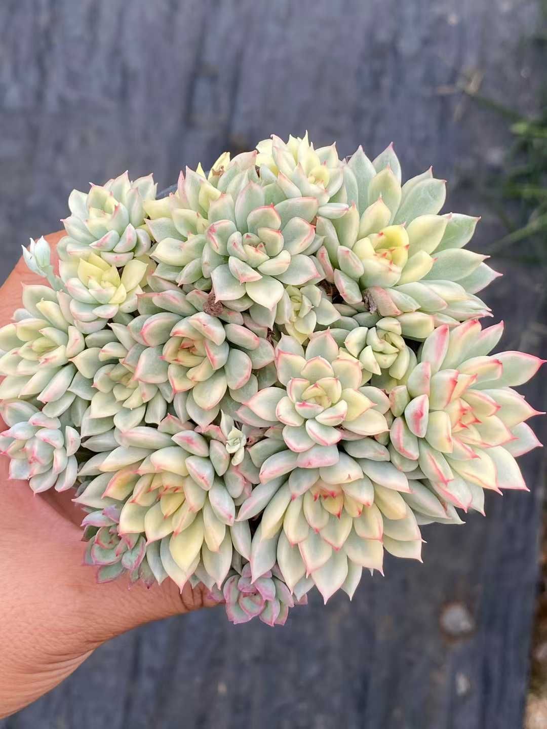 37#多肉植物アエオニウム錦❤️ 女的神❤️11大頭21cm拔き苗！ 37#多肉植物アエオニウム錦❤️ 女的神❤️11大頭21cm拔き苗！