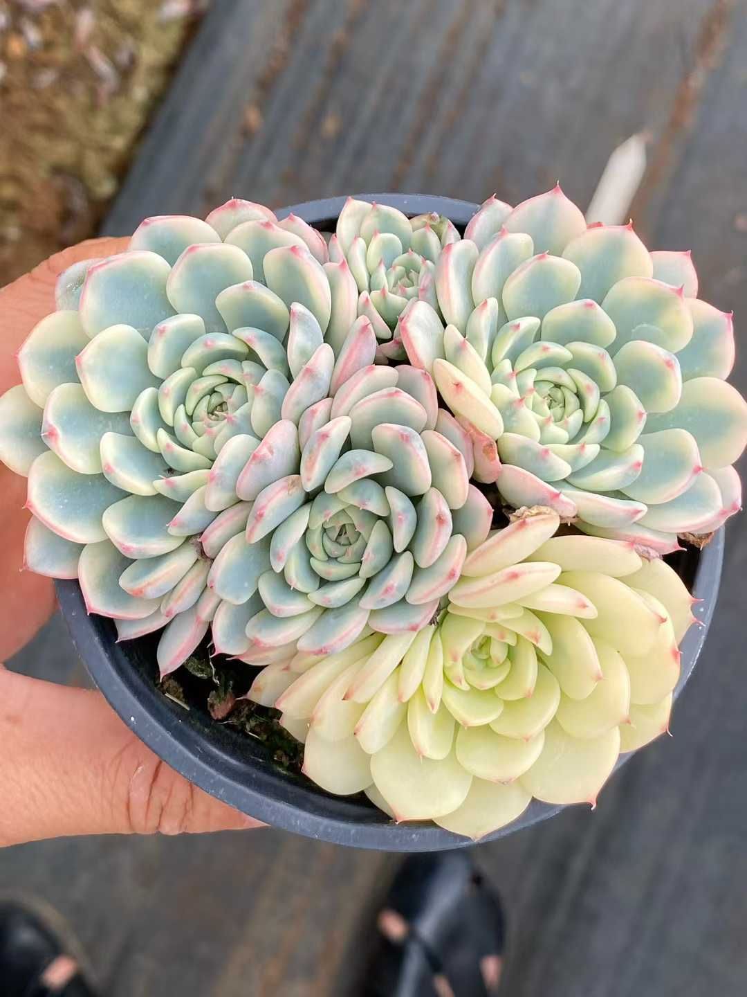 新入荷 姫蓮錦 QS 苗 抜き苗 多肉植物 アエオニウム エケベリア サボテン 韓国苗