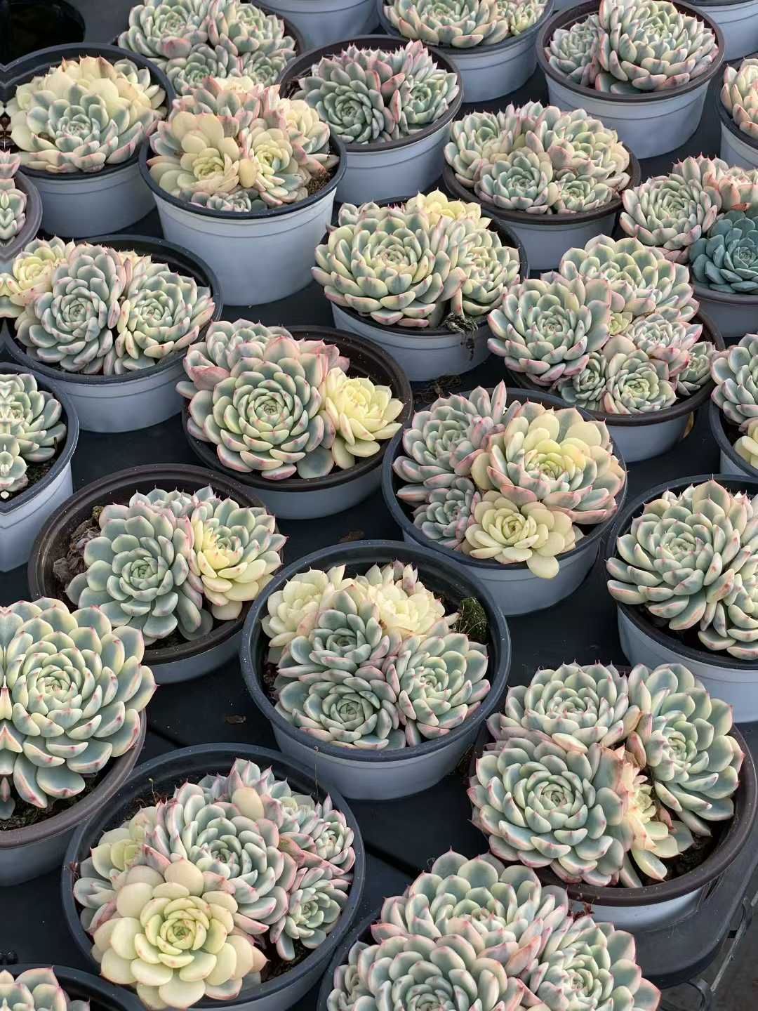 新入荷 姫蓮錦 QS1139×18苗 抜き苗 多肉植物 アエオニウム エケベリア