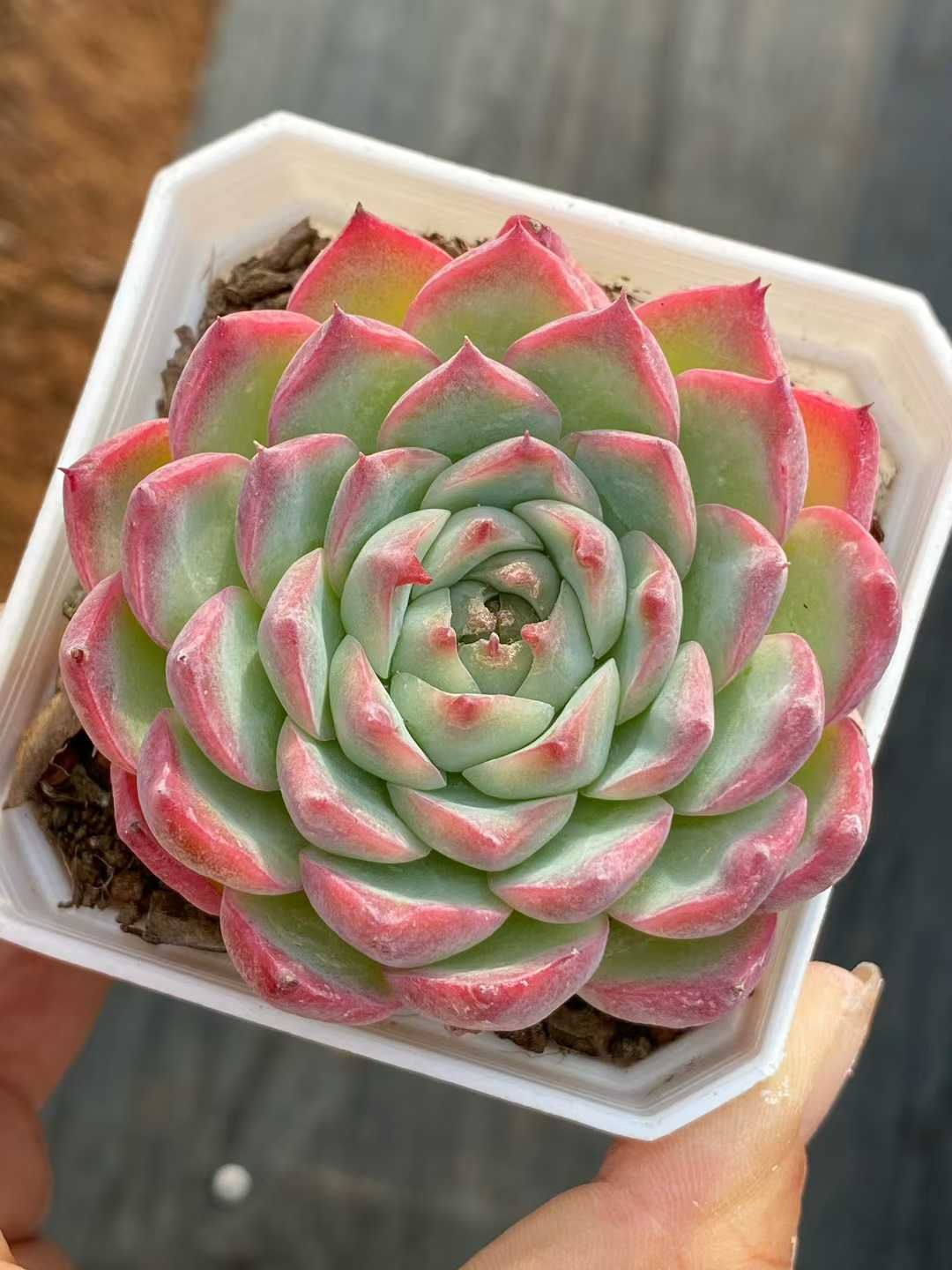 新入荷 ピンククリスタル QS 1129 50苗 抜き苗 多肉植物 アエオニウム エケベリア サボテン 韓国苗