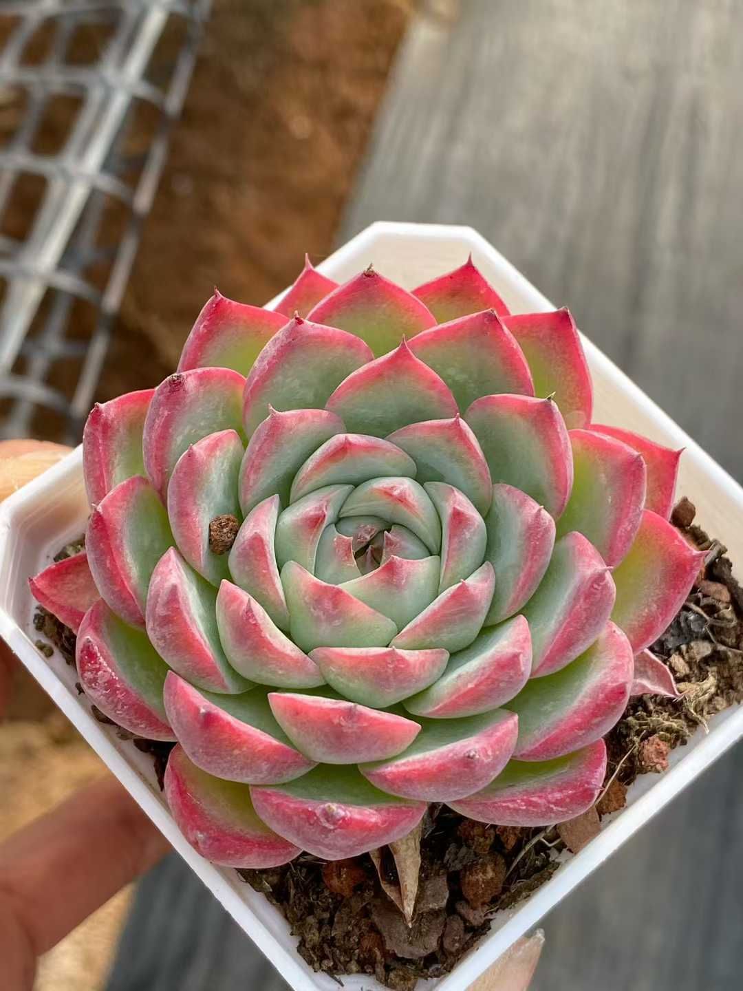 新入荷 ピンククリスタル QS 苗 抜き苗 多肉植物 アエオニウム エケベリア サボテン 韓国苗