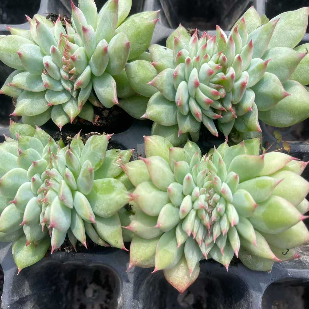 TH 31 チワワ石化 50苗セット 土と根付き 多肉植物 エケベリア 韓国苗 サボテン 詰め合わせ 寄せ植え