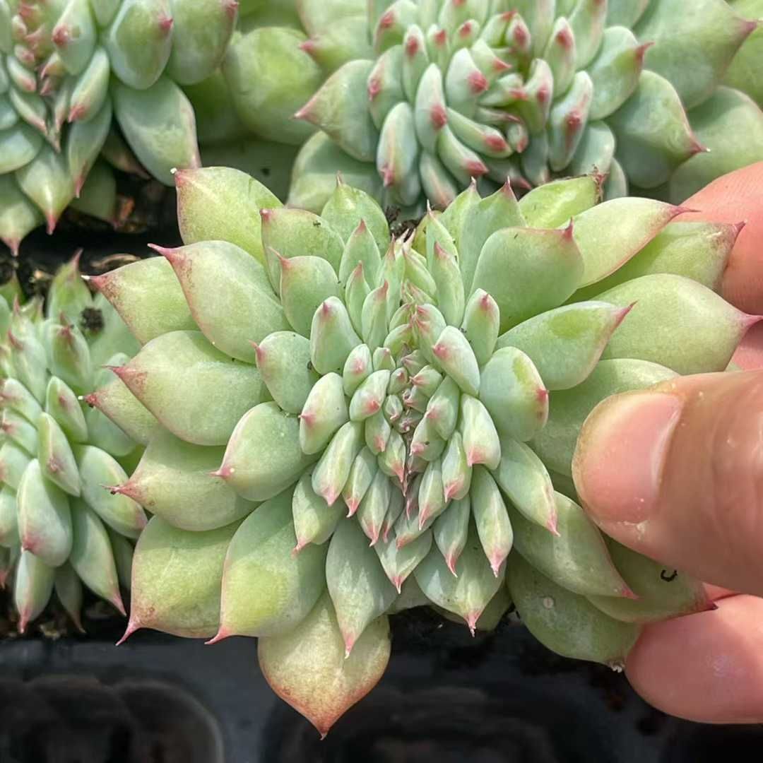 TH 31 チワワ石化 50苗セット 土と根付き 多肉植物 エケベリア 韓国苗 サボテン 詰め合わせ 寄せ植え