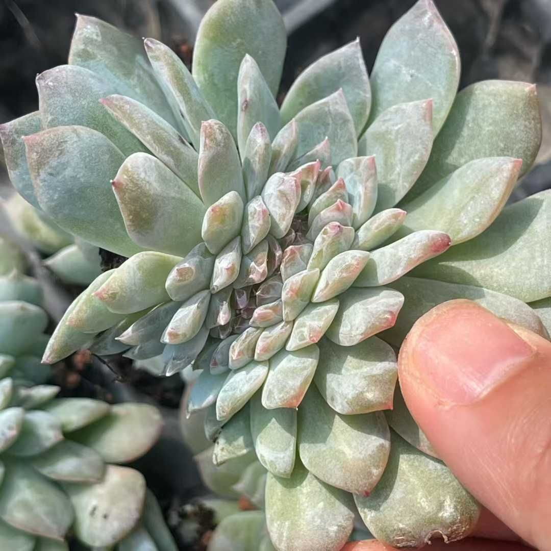 TH 32 アイスソール 50苗セット 土と根付き 多肉植物 エケベリア 韓国苗 サボテン 詰め合わせ 寄せ植え