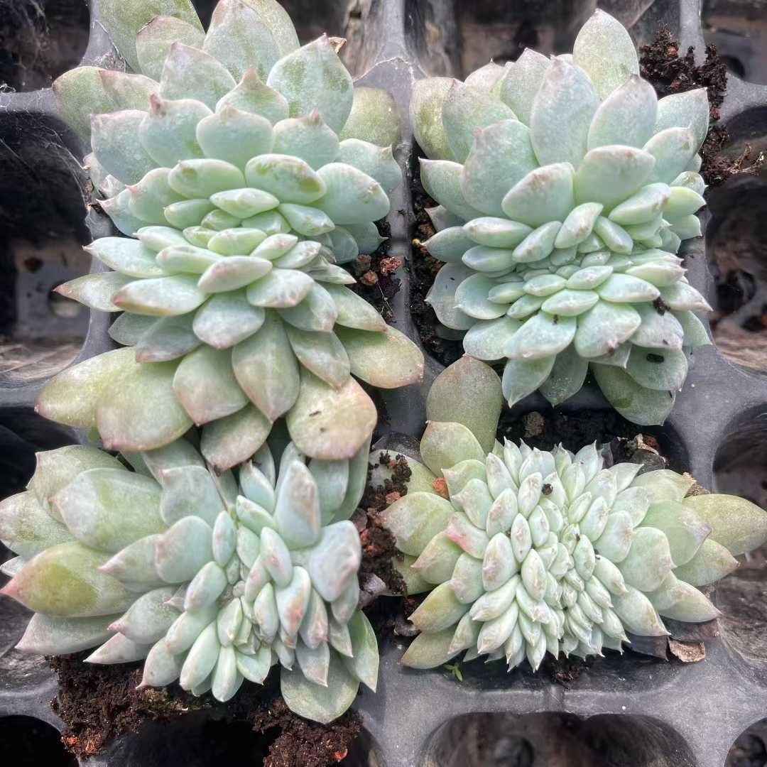 TH 32 アイスソール 50苗セット 土と根付き 多肉植物 エケベリア 韓国苗 サボテン 詰め合わせ 寄せ植え