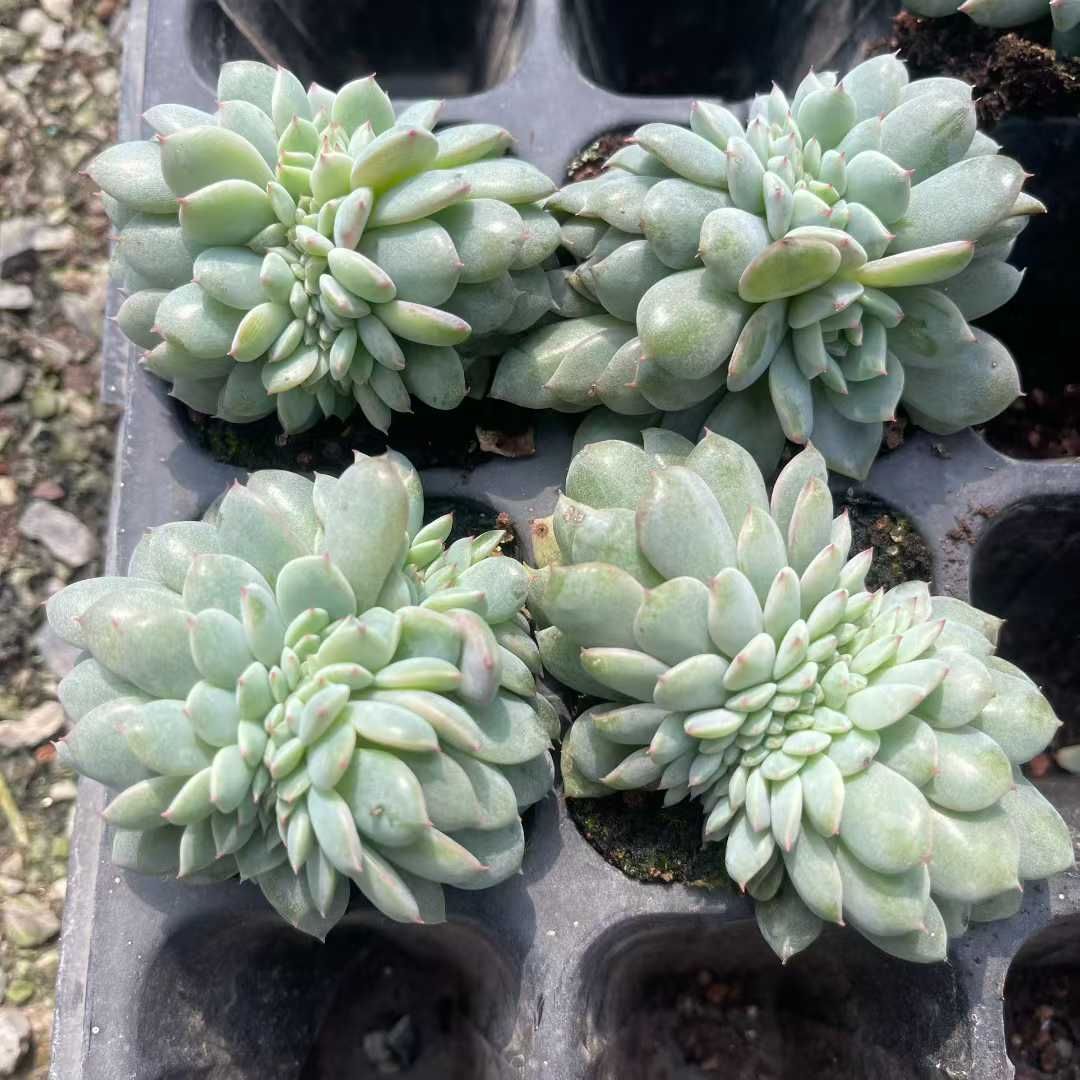 TH 33 モンロー石化 50苗セット 土と根付き 多肉植物 エケベリア 韓国苗 サボテン 詰め合わせ 寄せ植え