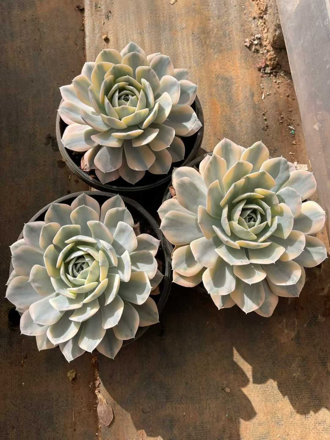 6株の抜き苗セット】ルンヨニー錦 多肉植物 佐川急便発送 エケベリア