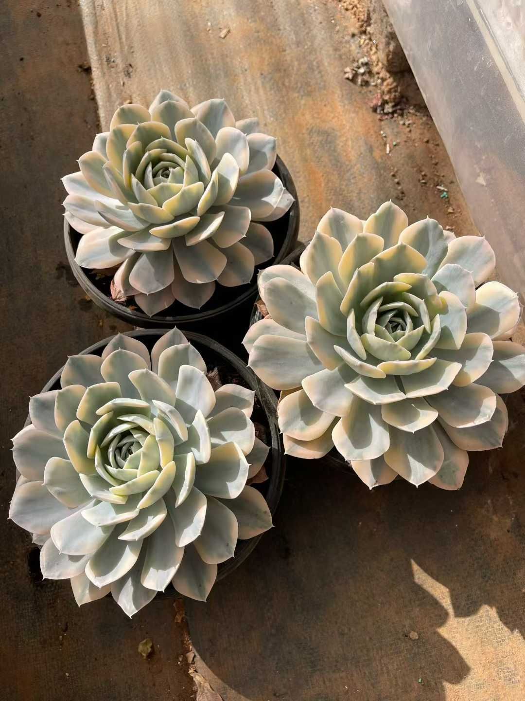 多肉植物　ルンヨニー　抜き苗　エケベリア 楽天市場】農園直売 多肉植物 寄せ植え エケベリア属 ルンヨニー錦（単